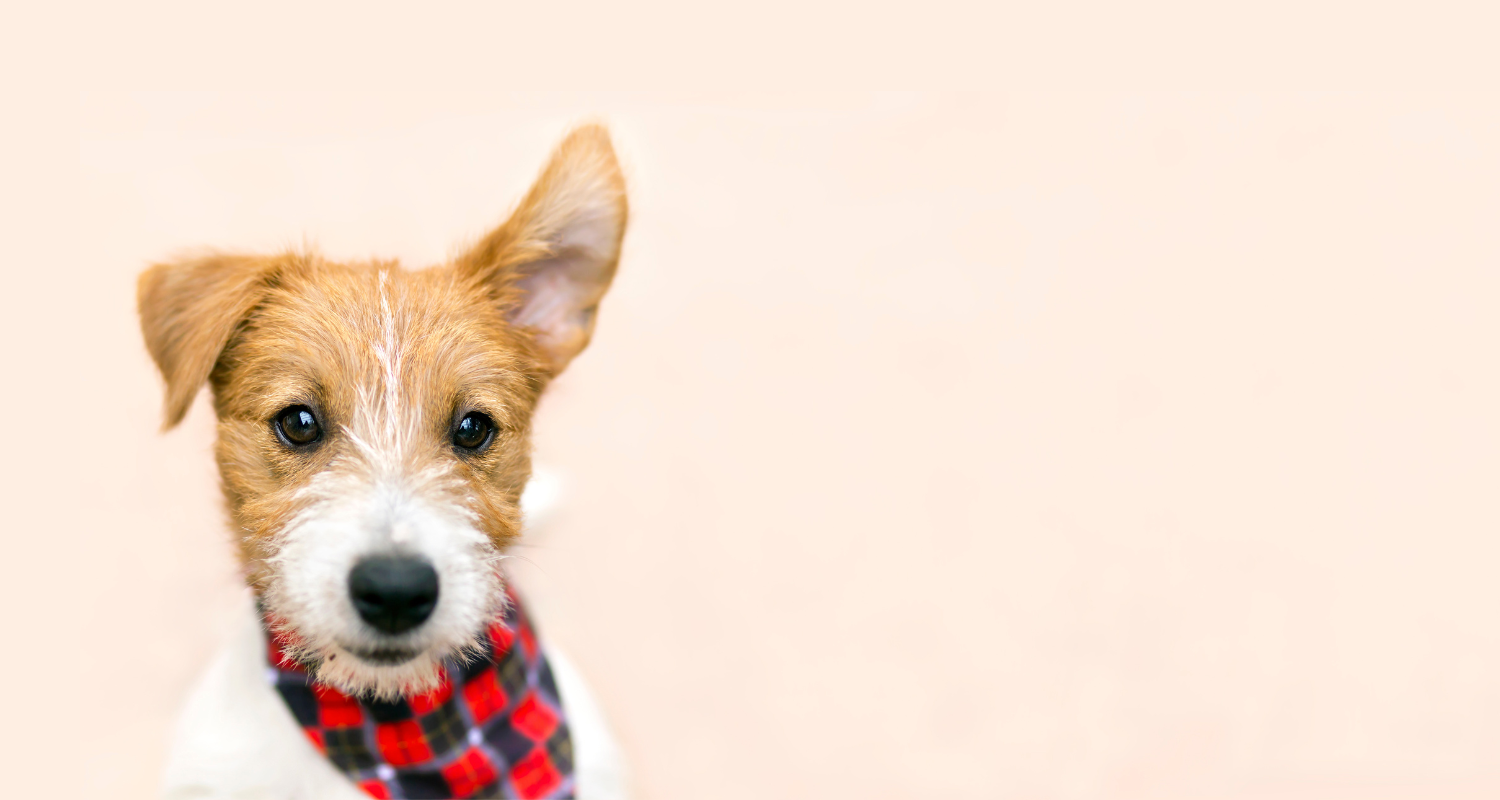 Looking for HIPAA-Compliant Digital Intake Forms Specific to Audiology? You Have Found Them!